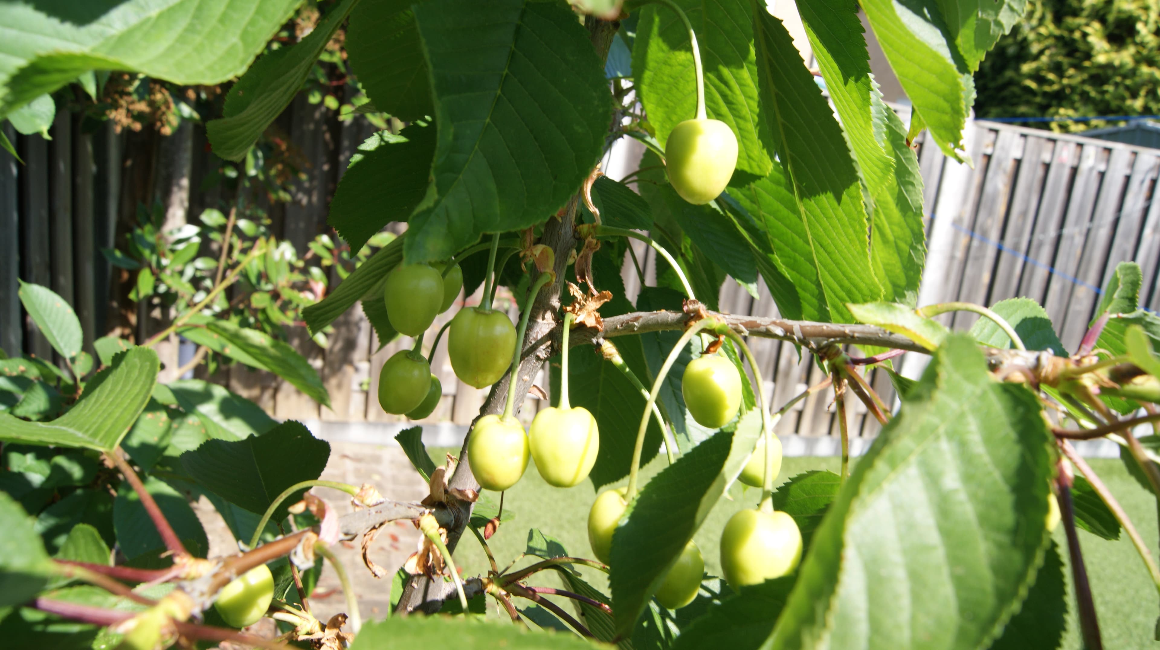 Kersenboom in de tuin